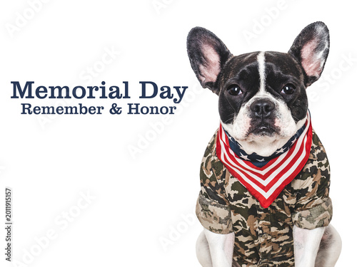 Memorial Day. Cute French Bulldog, American Flag and congratulatory inscription. Closeup, indoors, studio shot. National holiday concept. Congratulations for family, relatives, friends, colleagues