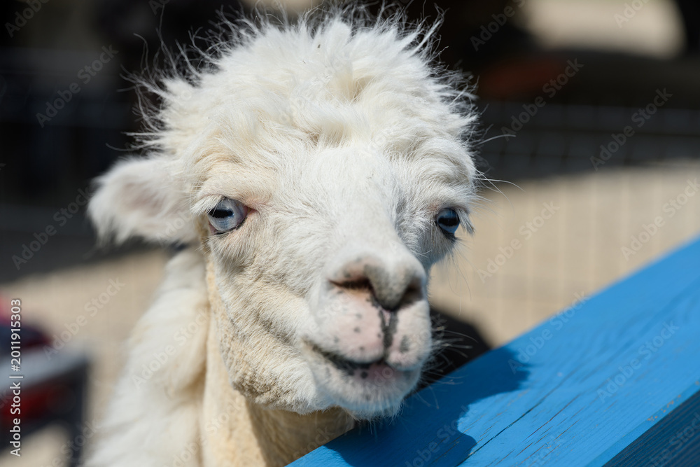 Obraz premium Funny white alpaca portrait with blue eyes close-up. Cute fluffy llama face looking at camera, curious animal in a petting zoo, rural farm livestock concept, animal care, nature, agriculture