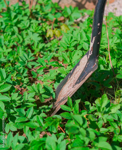 Obraz na płótnie Garden Shovel Digging into Green Weeds in Spring, Close Up of Metal Spade Removi