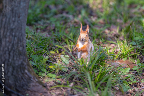 Foto Squirrel stores food