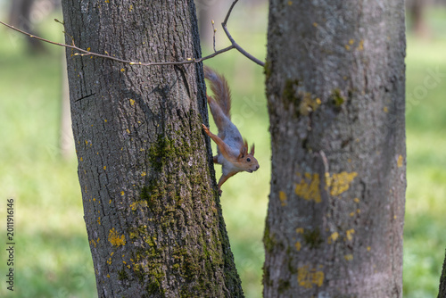 Принти на полотні Red squirrel digging in grassy soil, focused on burying stash with rapid paw mov