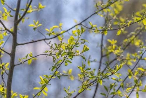 Fotografie Park bough with tender sapling shoots near skyline, arboreal forms signaling rej