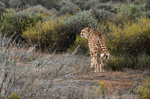 cheetah in the serengeti savannah