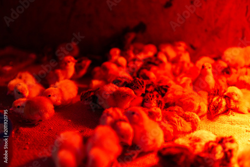 Obraz na plátně Newborn quail chicks resting under warm heat lamp in brooder