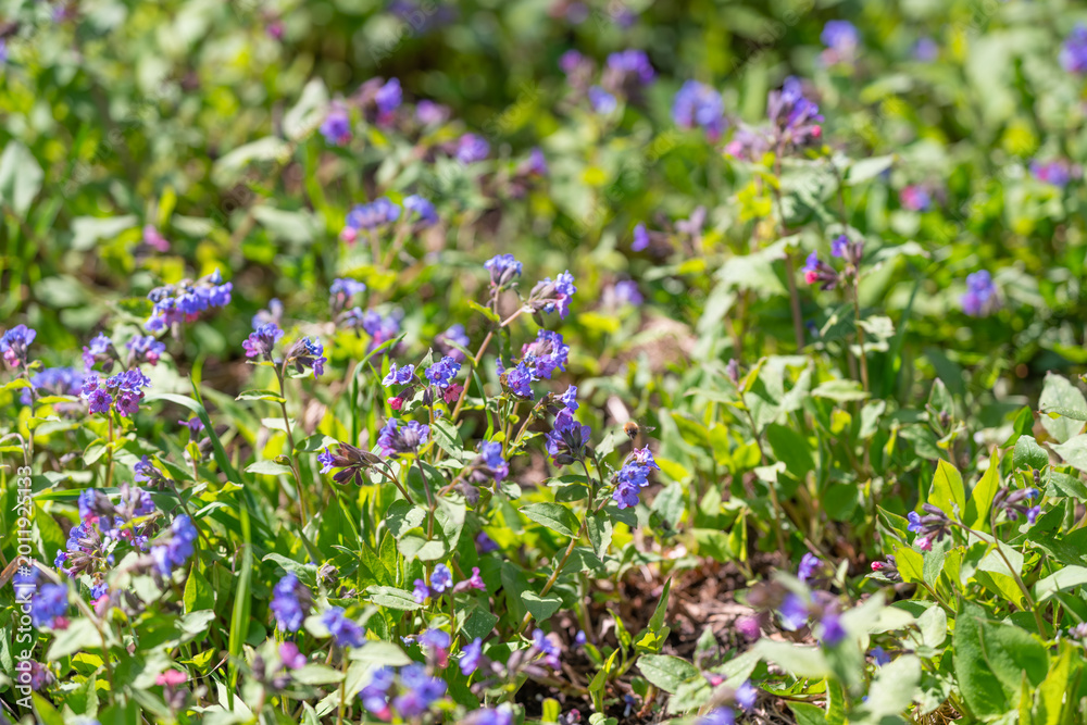 Fototapeta premium Natural garden with blooming varieties. Fresh and wild floral scenery along boundaries. Unstructured greenery flourishing at garden perimeter with blossoms scattered