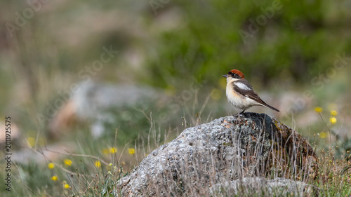 Tableau sur toile Woodchat Shrike
