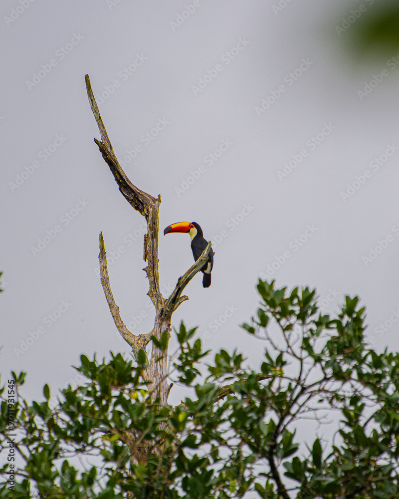 Fototapeta premium Toucan