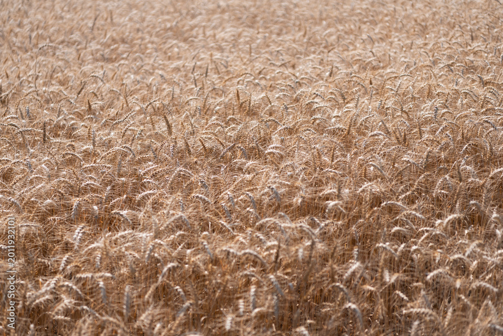 Naklejka premium Crop harvest. Harvesting corn in autumn. Agricultural wheat field during harvest time. Countryside crop. Harvesting at crop field. Ripe barley agriculture. Harvest at field
