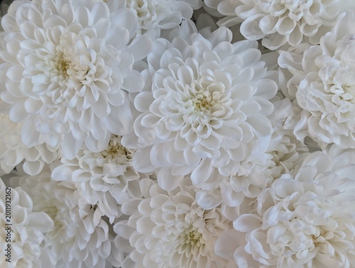 white chrysanthemum flowers