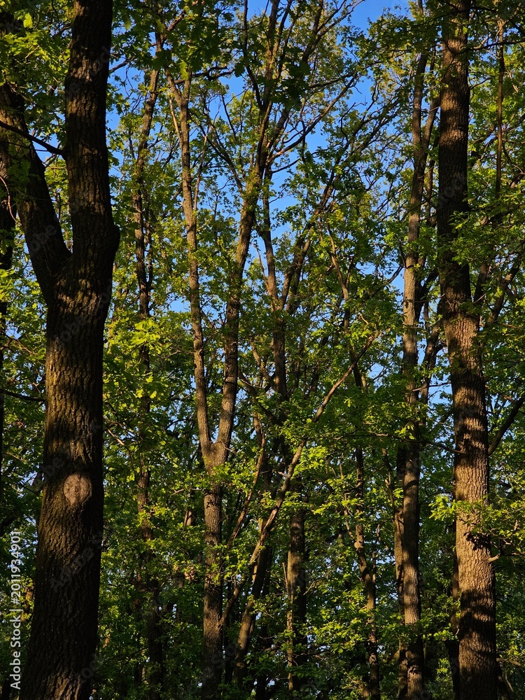 Fototapeta premium trees in autumn