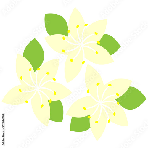 Three yellow linden flowers with green leaves. Plant image for business and agriculture. Vector illustration