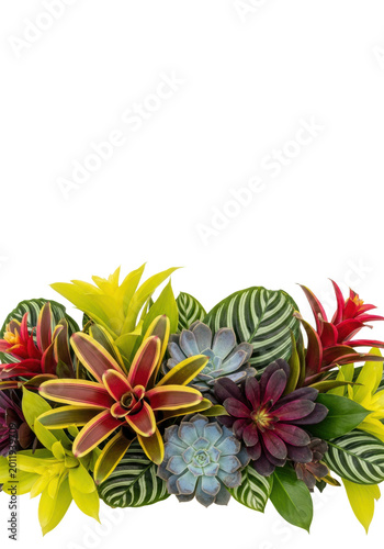 A dense, lush tapestry of vibrant tropical foliage, including magenta bromeliads, yellow-green philodendron, and purple succulents, set against a transparent studio background, celebrating botanical