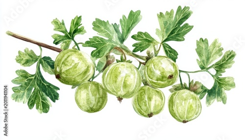 Fresh green gooseberries on a branch with vibrant green leaves showcasing nature's beauty and harvest details