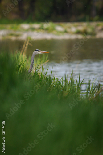 Grey heron peeking out of tall grass near a pond.