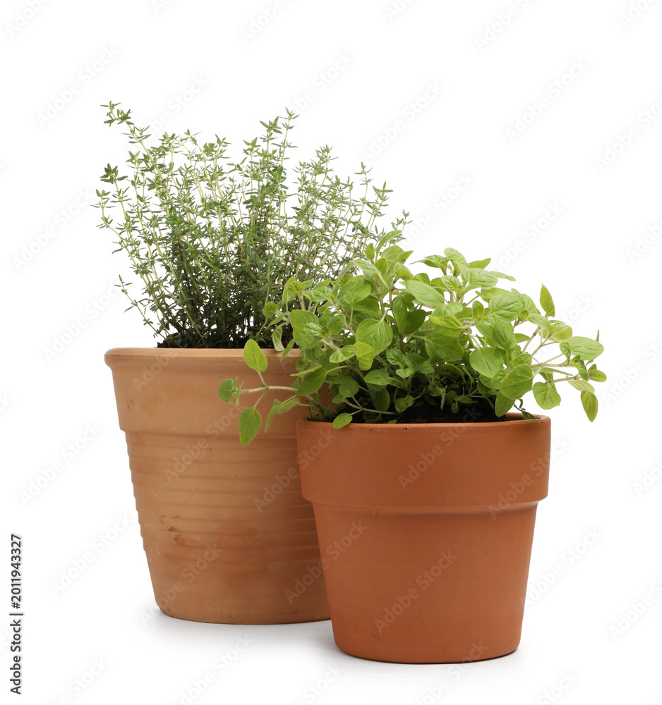 Obraz premium Different aromatic herbs in pots isolated on white