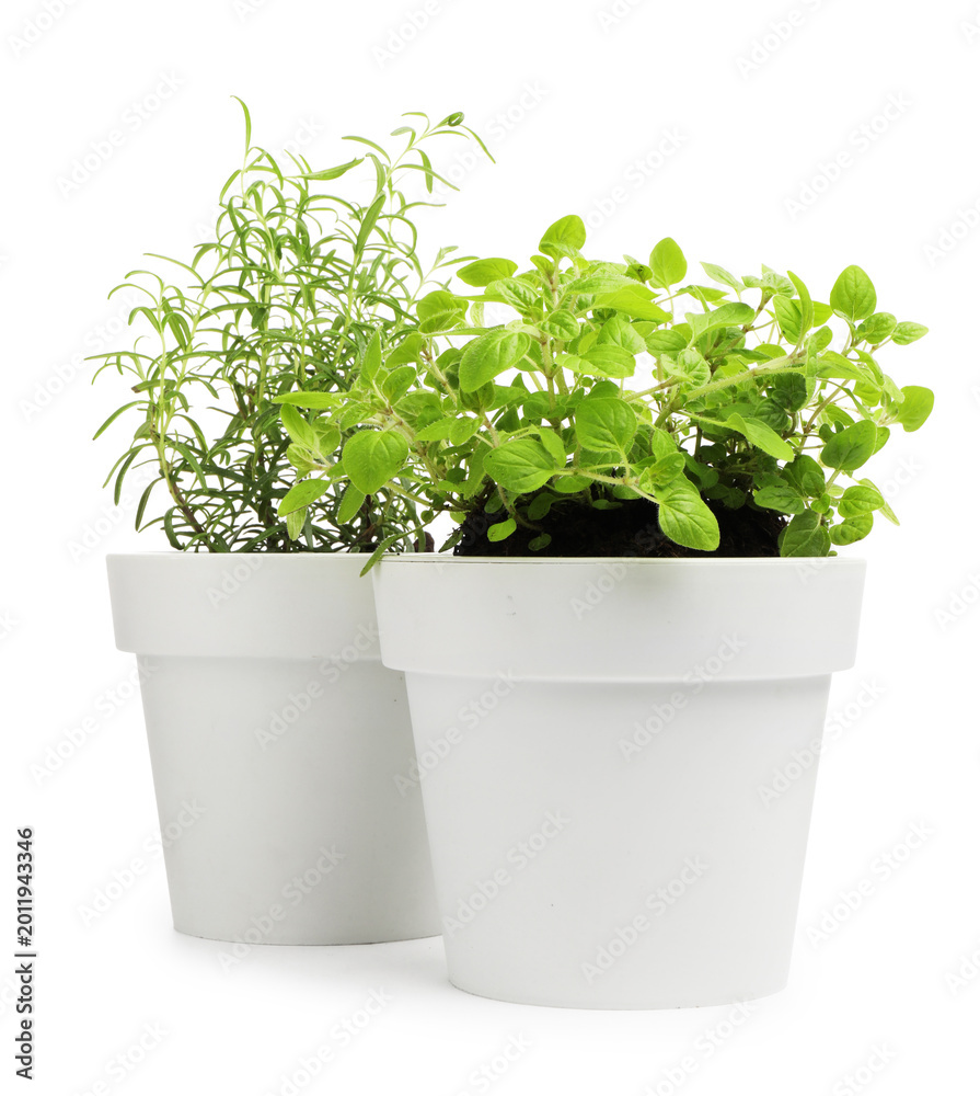 Fototapeta premium Different aromatic herbs in pots isolated on white