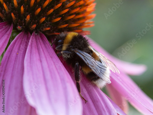 Cuadro en lienzo Close up of bumblebee on purple echinacea flower in summer garden
