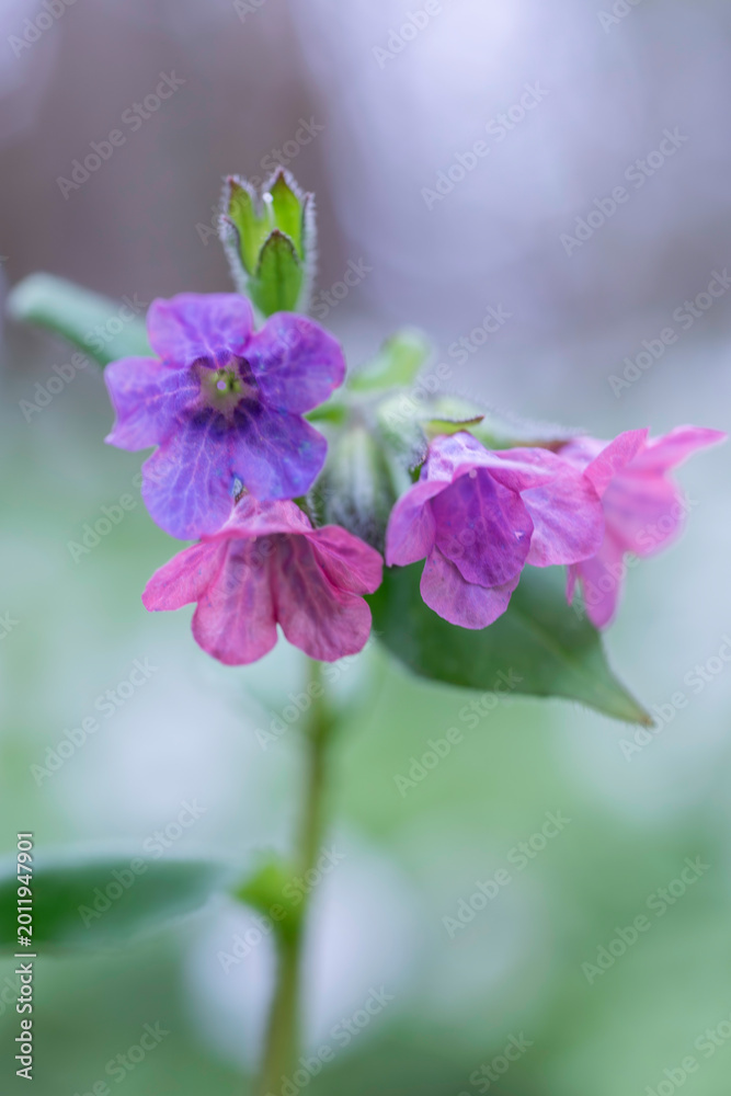Fototapeta premium Pulmonaria officinalis in the forest in spring