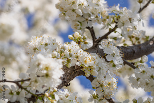 Blooming cherry plum prunus cerasifera branches with white flowers in a sunny spring garden