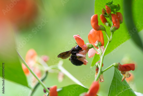 Obraz na plátně Carpenter bee dark black insect polinating bean flowers in bloom, orange white f