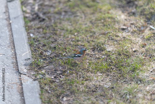 Canvas-taulu Finch pecks at seeds among foliage