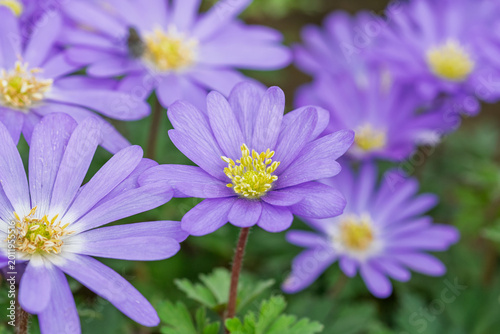 Blooming balkan anemone flowers growing in a natural garden setting during the spring season