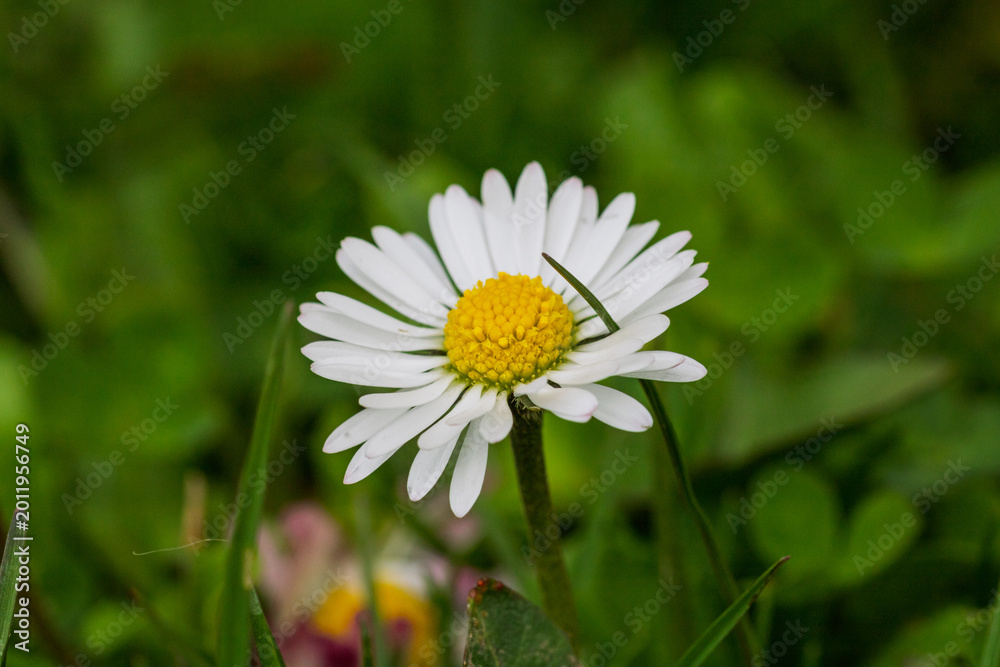 Fototapeta premium Field of white daisy flowers blooming abundantly in an outdoor meadow during the spring season
