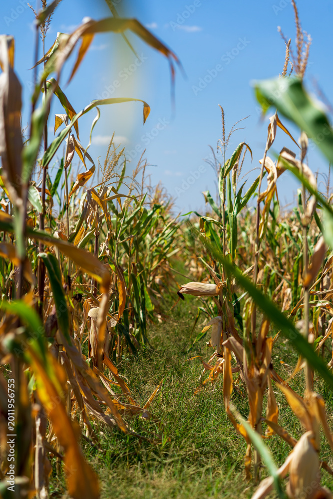 Obraz premium Corn field. Cereals for bakery in autumn