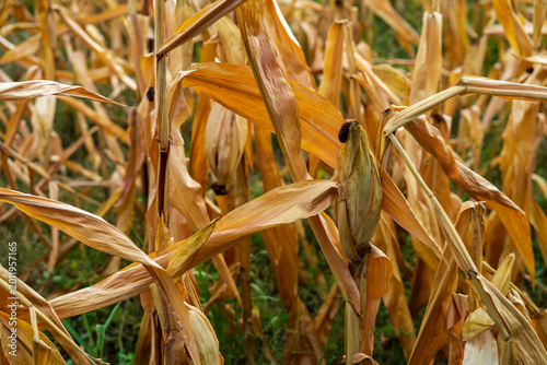 Obraz na płótnie Corn field. Cereals for bakery in autumn