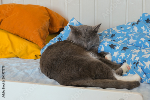 Foto Portrait of Funny Gray Kitten Lying on Blue Textile