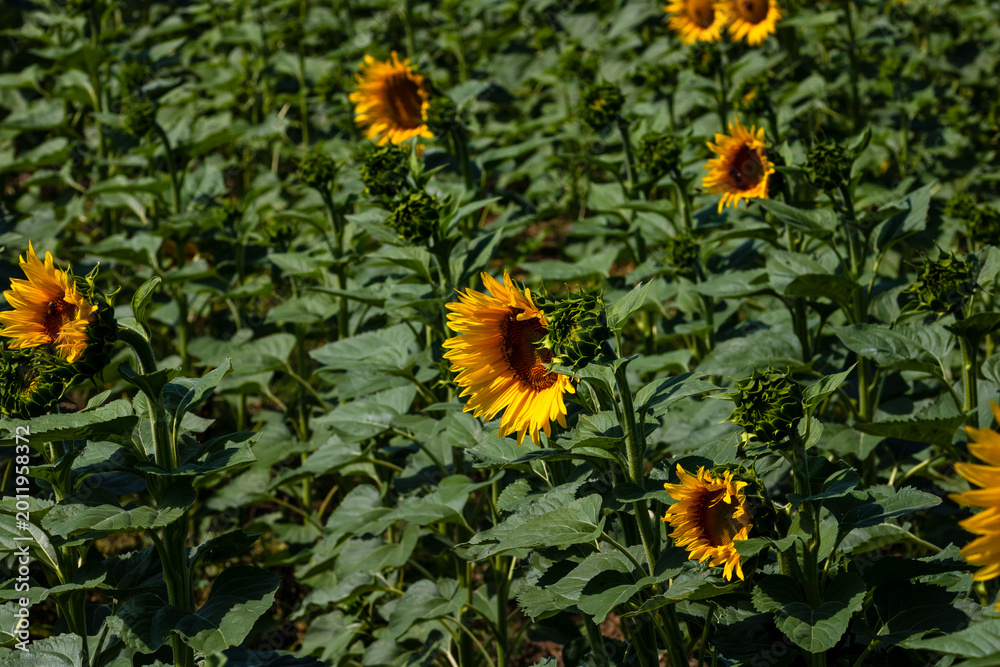 Fototapeta premium Sunflower field. Agriculture, sunflower seeds growing concept
