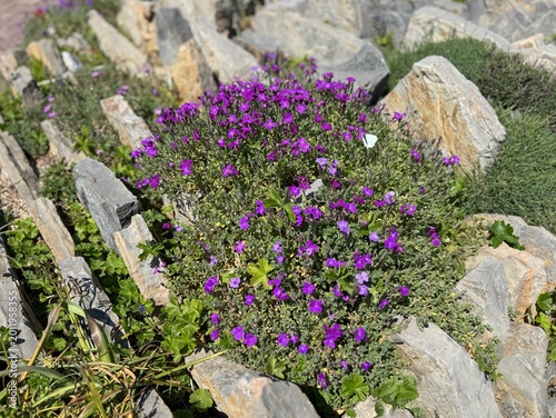 Slika na platnu Vibrant purple flower Aubrieta canescens (Rock cress) blooming between rocks at Nezahat Gokyigit Botanical Garden