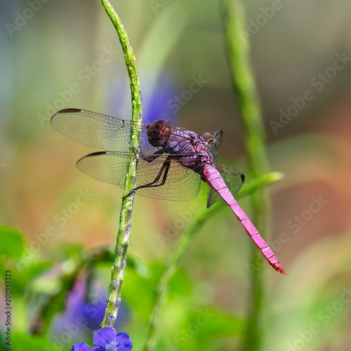 Roseate skimmer dragonfly male with with magenta-pink abdomen and purplish-blue thorax clings to a green stem against a multicolored blurred background.