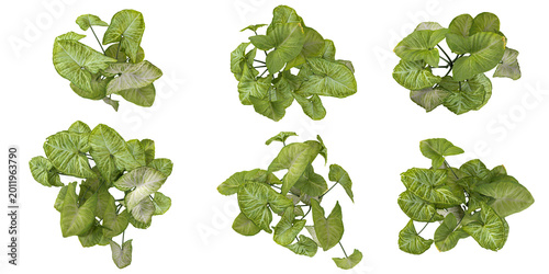 Collection of Styphnolobium plants isolated on white background  from the top view