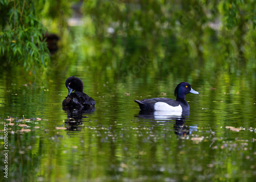 Photography Tufted duck pair Aythya fuligula, male and female, in pond at Bushy Park, Dubl