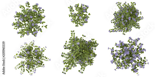 Collection of Vinca plants on transparent background from the top view
