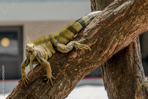 Принти на полотні Colombia, a green iguana resting on a tree branch