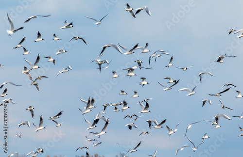 large flock of many seabirds seagulls flying and screaming against the blue s...