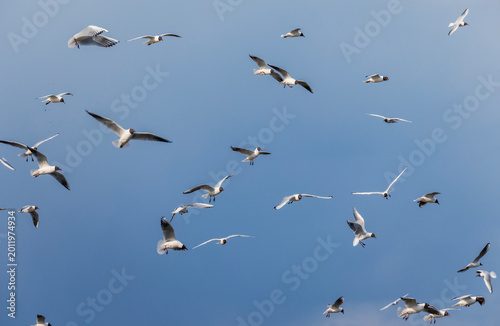 flock of many seabirds seagulls flying and screaming against the blue sky wit...