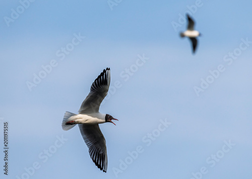 A seagull bird flies and screams against the blue sky with its wings spread a...