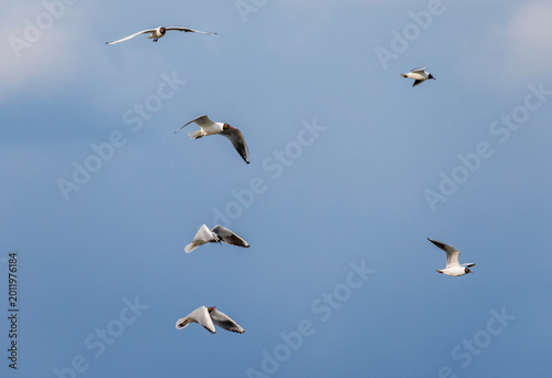 a flock of many seagulls birds flying and screaming against the blue sky