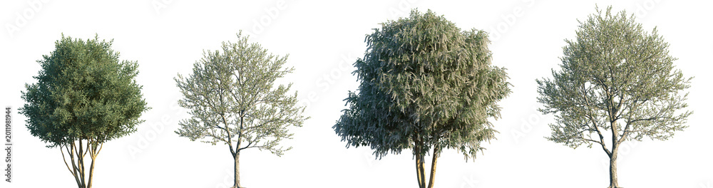 Obraz premium Set of Prunus lusitanica and Prunus avium frontal blooming trees isolated png on a transparent background perfectly cutout high resolution