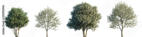 Set of Prunus lusitanica and Prunus avium frontal blooming trees isolated png on a transparent background perfectly cutout high resolution