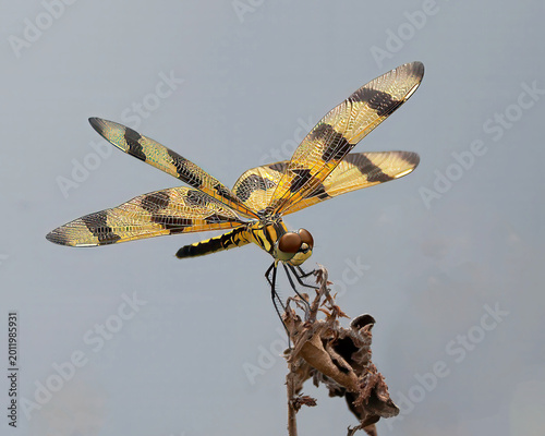 Halloween pennant dragonfly with gold and black wings and red face stands on dries brown leaves against a gray-blue sky.