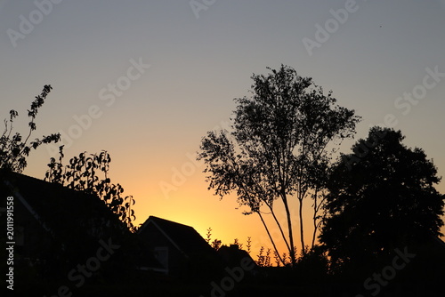 silhouette of a tree