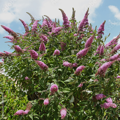 Fotografie Buddleia rose