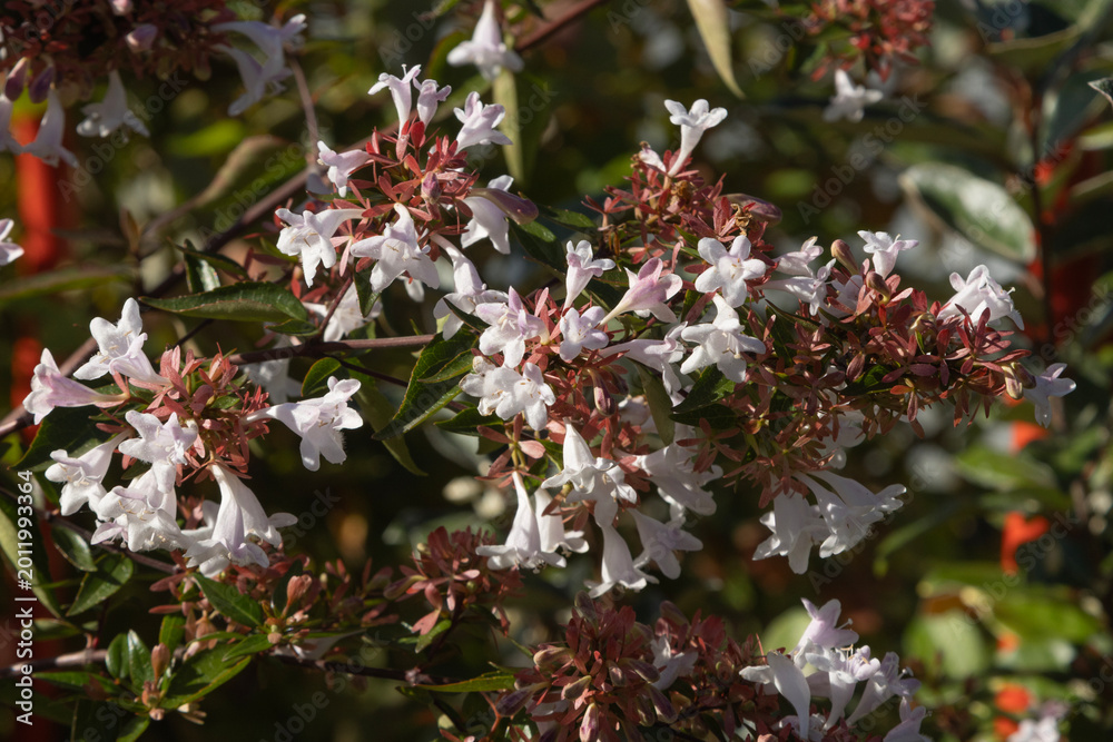 Fototapeta premium Abelia grandiflora en fleurs 