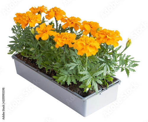 Plants d'œillets d'inde en barquette	