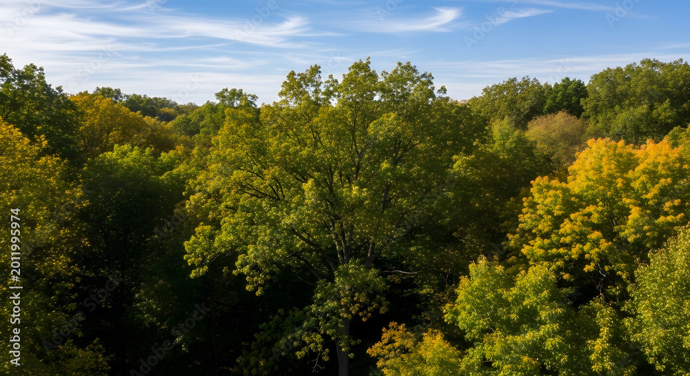 Fototapeta premium Aerial view of vibrant autumn forest with green and yellow trees under blue sky