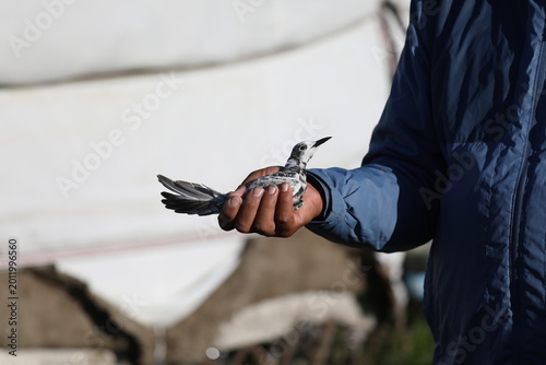 Foto Ornithologist measuring a juvenile Black Tern (Chlidonias niger) during a bird monitoring and banding program, Mongolia